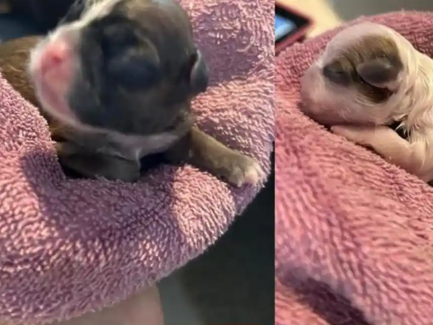 Pet feliz após atendimento veterinário domiciliar